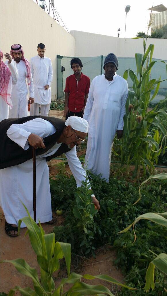 آباؤنا بدار الرعاية الاجتماعية للمسنين بالرياض يزرعون حديقة الدار بالخضروات ويشرفون بأنفسهم على غرسها