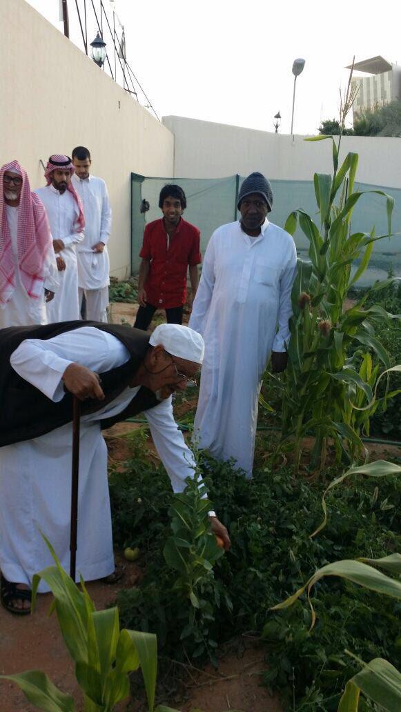 آباؤنا بدار الرعاية الاجتماعية للمسنين بالرياض يزرعون حديقة الدار بالخضروات ويشرفون بأنفسهم على غرسها